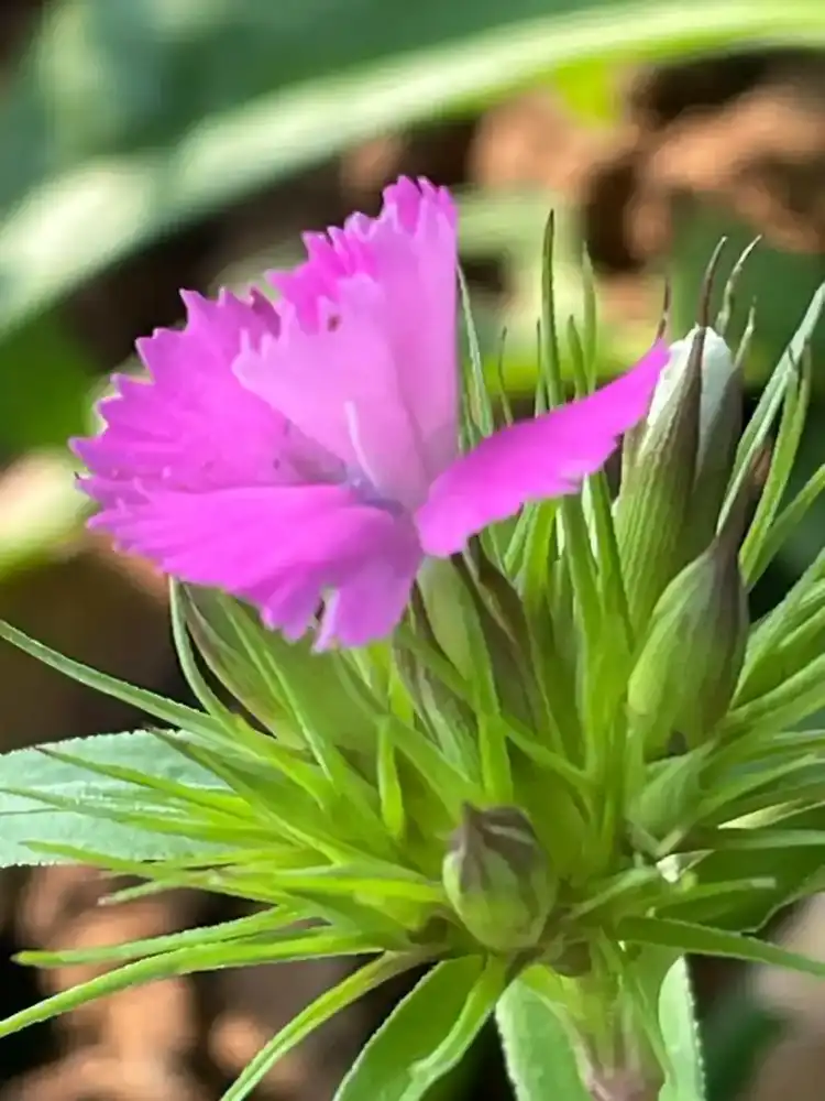 苏莯