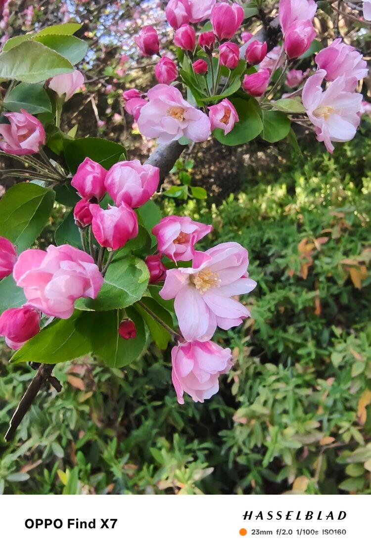 💞风雅颂🎋吉祥快乐