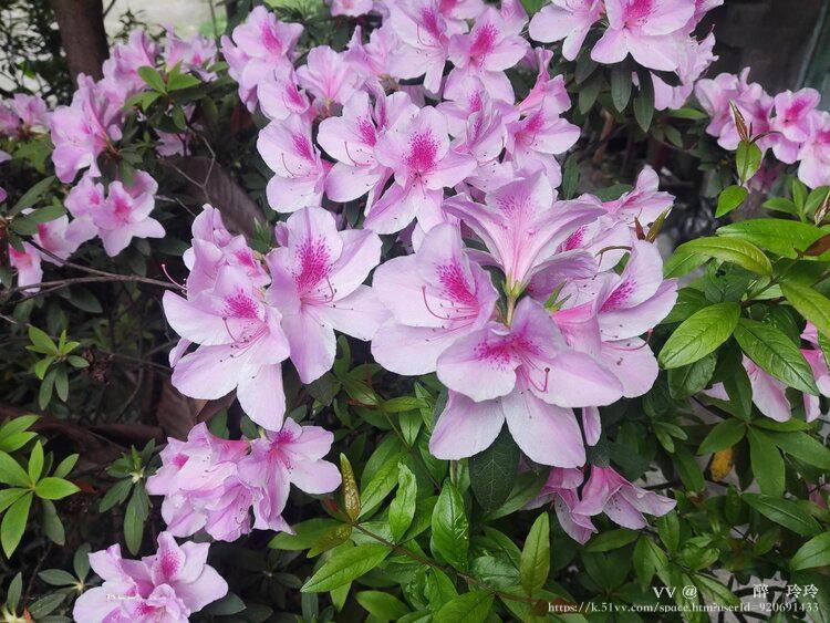 🇨🇳🎖️醉🍒玲玲