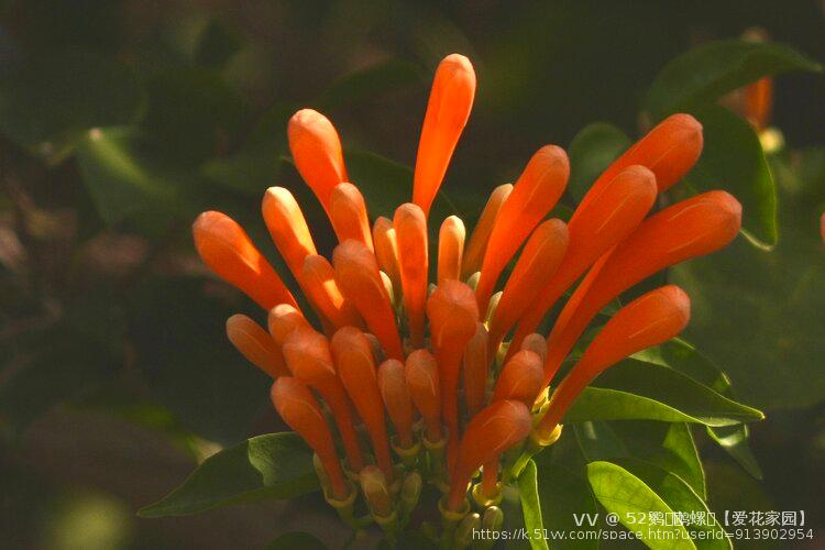 52鹦ꦿོ鹉螺ꦿ【爱花家园】