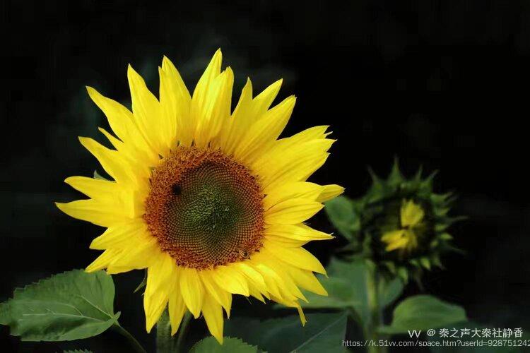 秦之声大秦社静香