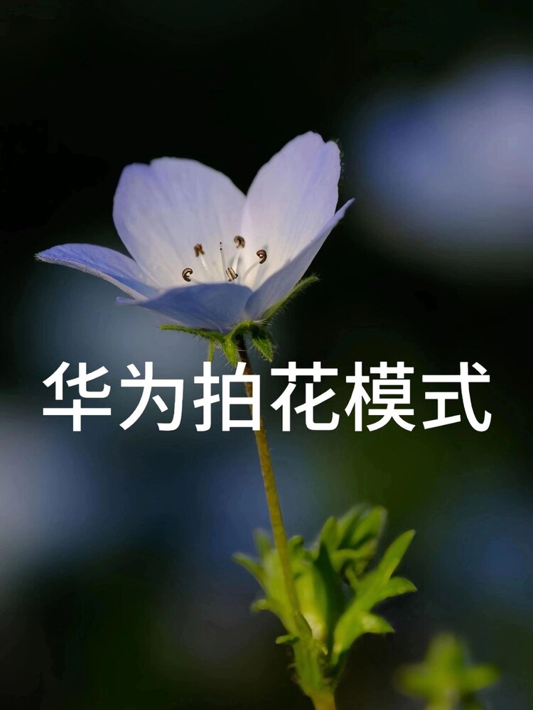 💫压馨韵💫天使