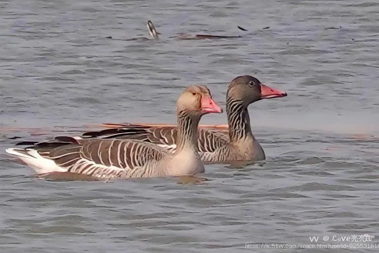 ℒℴѵℯ亮亮ꦿ໊ོ °