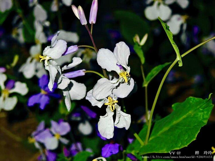 🇨🇳🎖️醉🍒玲玲