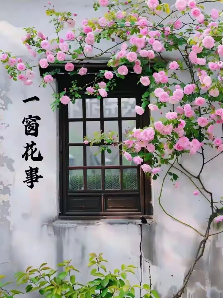 冰弦