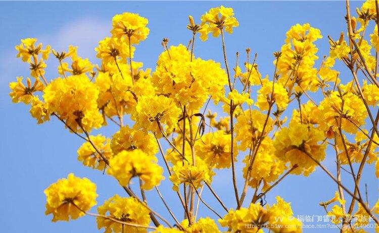 福临门🎸雪儿，副家族长