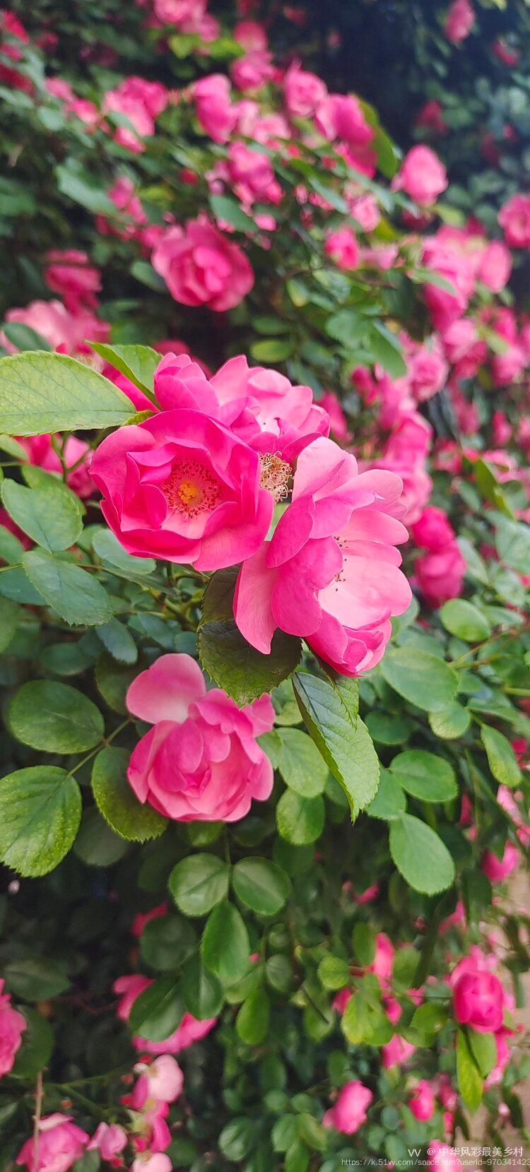 中华风彩最美乡村