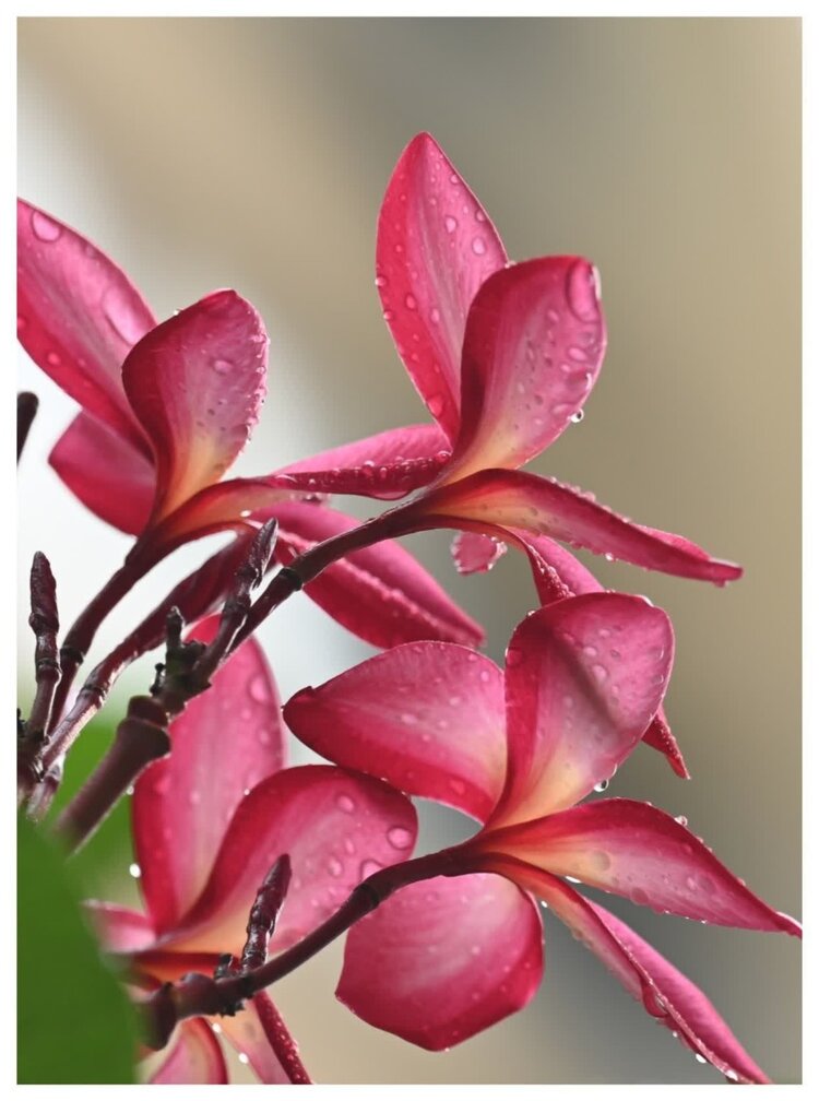 🇨🇳缘梦家族长