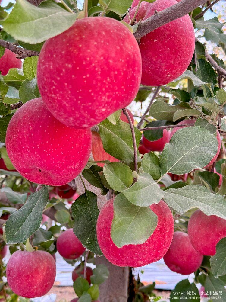 家族🌺家族招新号