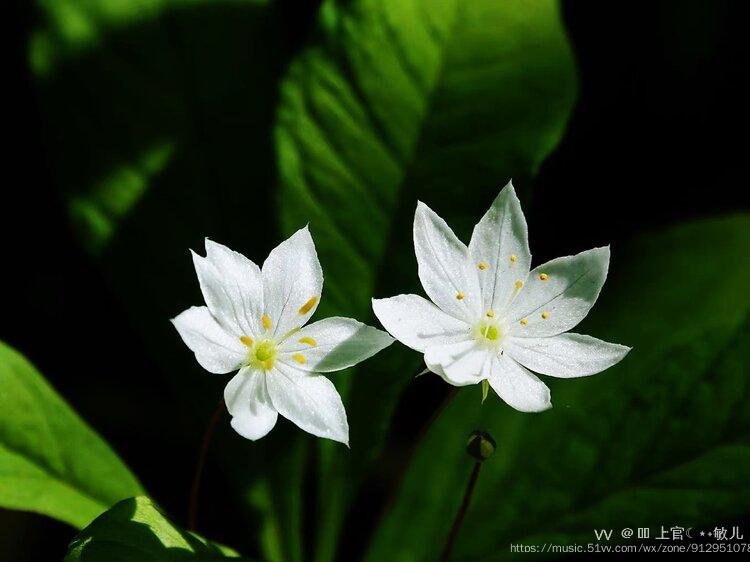 七瓣莲花图片