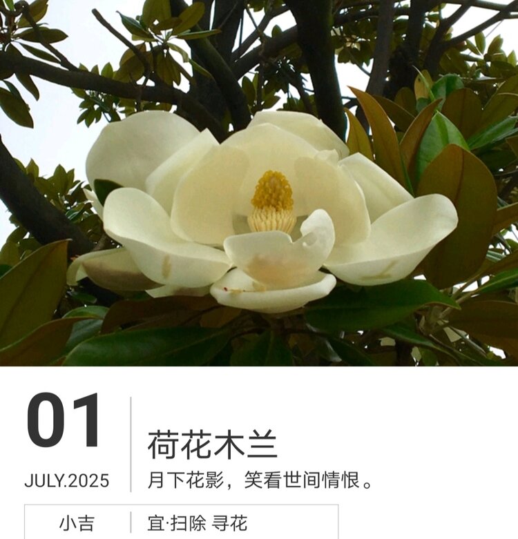 老羊头