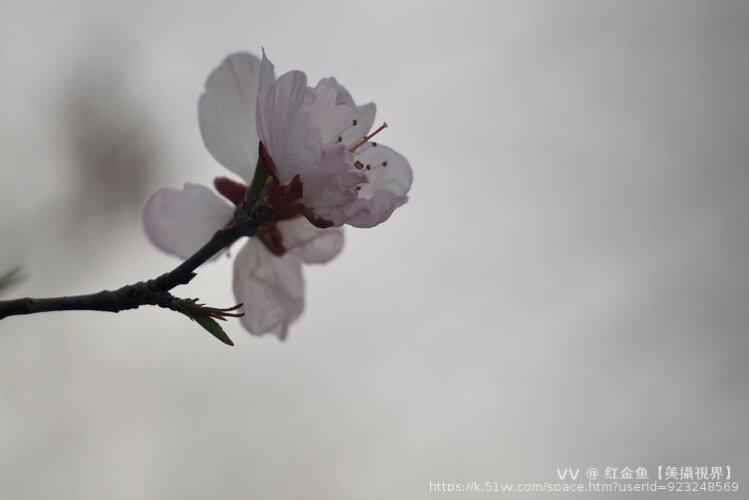 红金鱼【美攝視界】