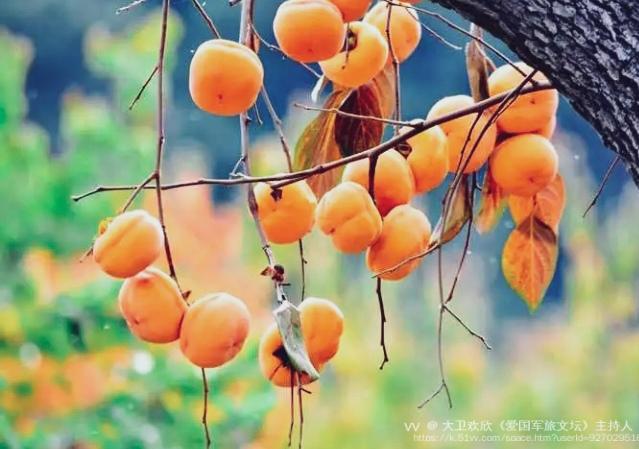 大卫欢欣《爱国军旅文坛》主持人