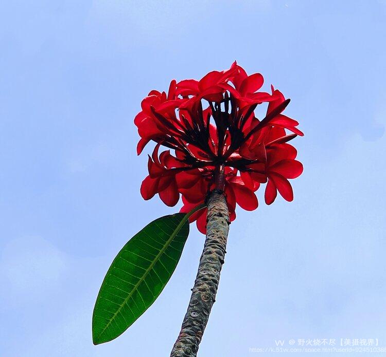 野火烧不尽【美摄视界】