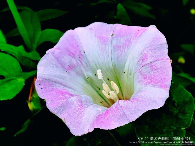 秦之声彩虹（舞师小号）