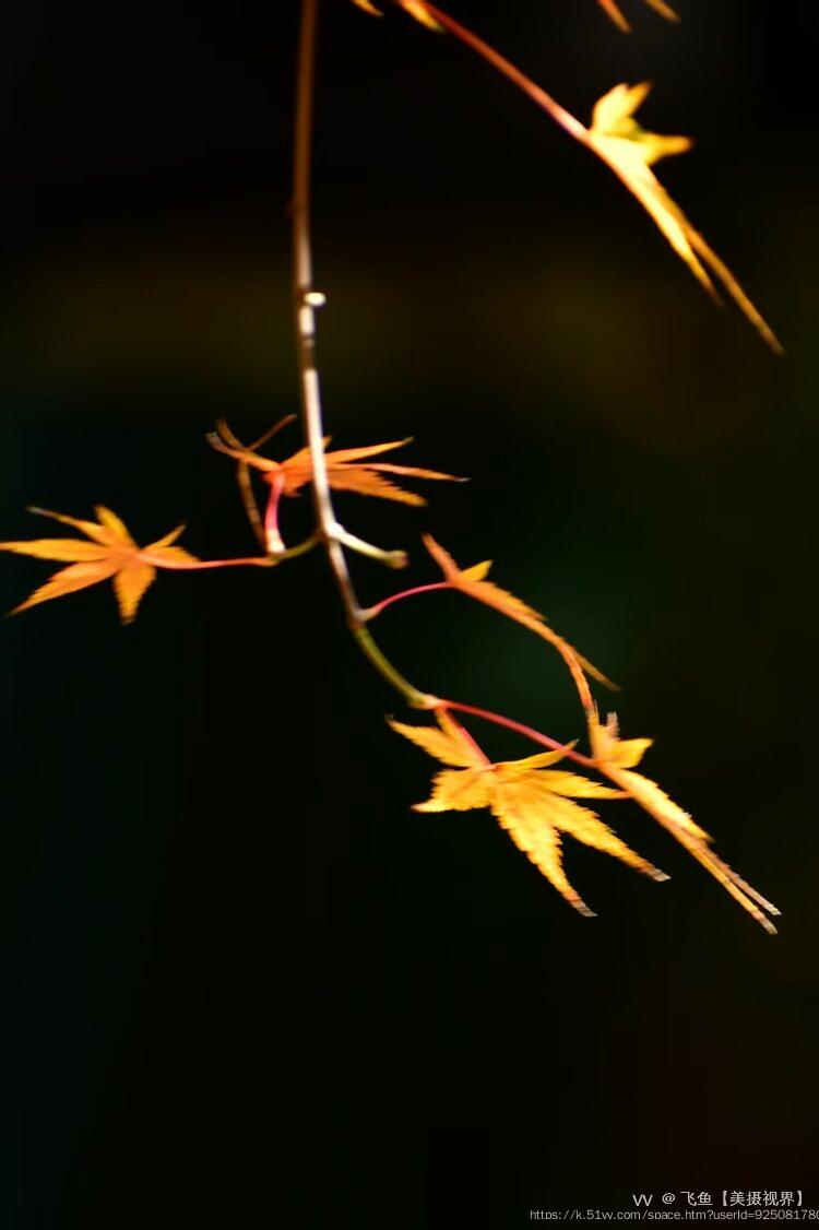 飞鱼【美摄视界】