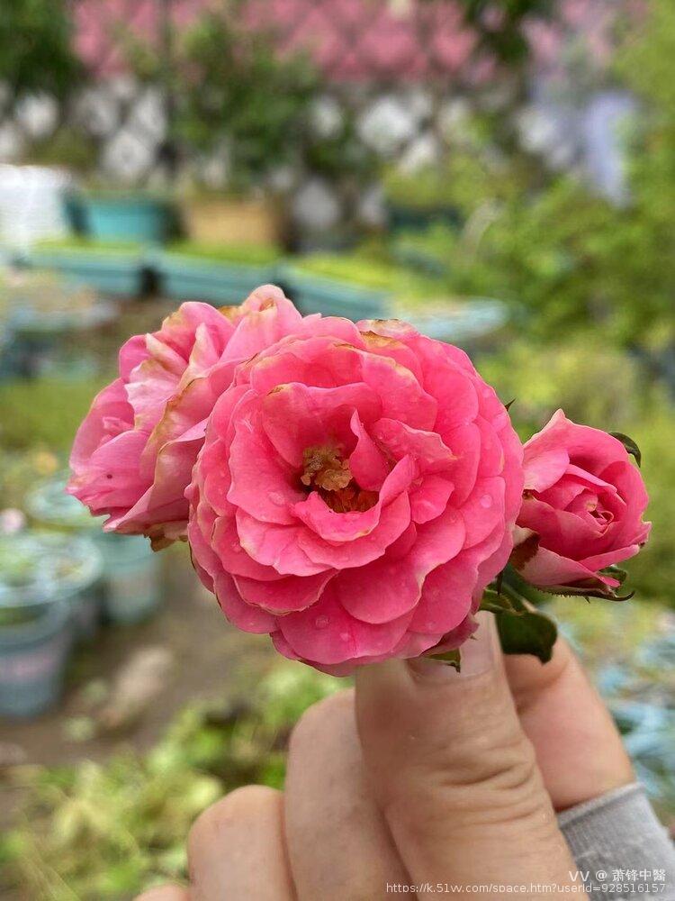 萧锋中醫