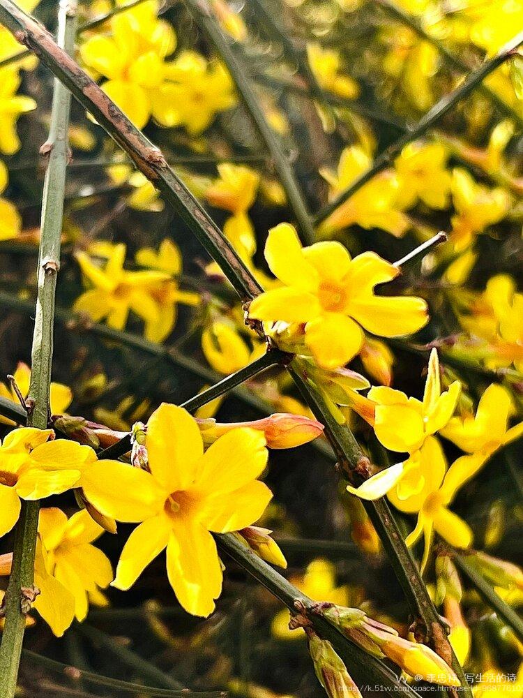 李忠祥  写生活的诗