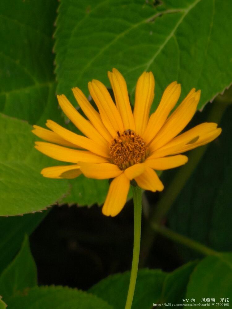 💞风雅颂🎋开花