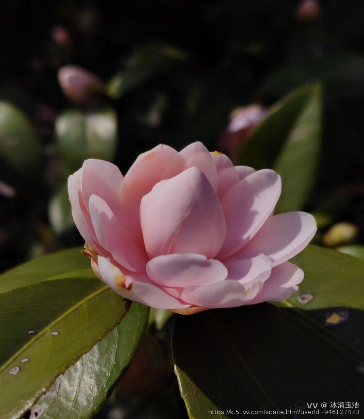冰清玉洁