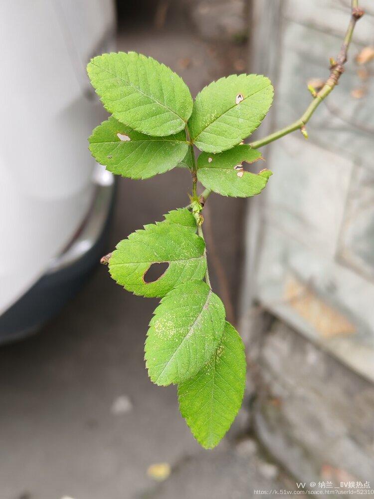 纳兰＿🎤V娱热点