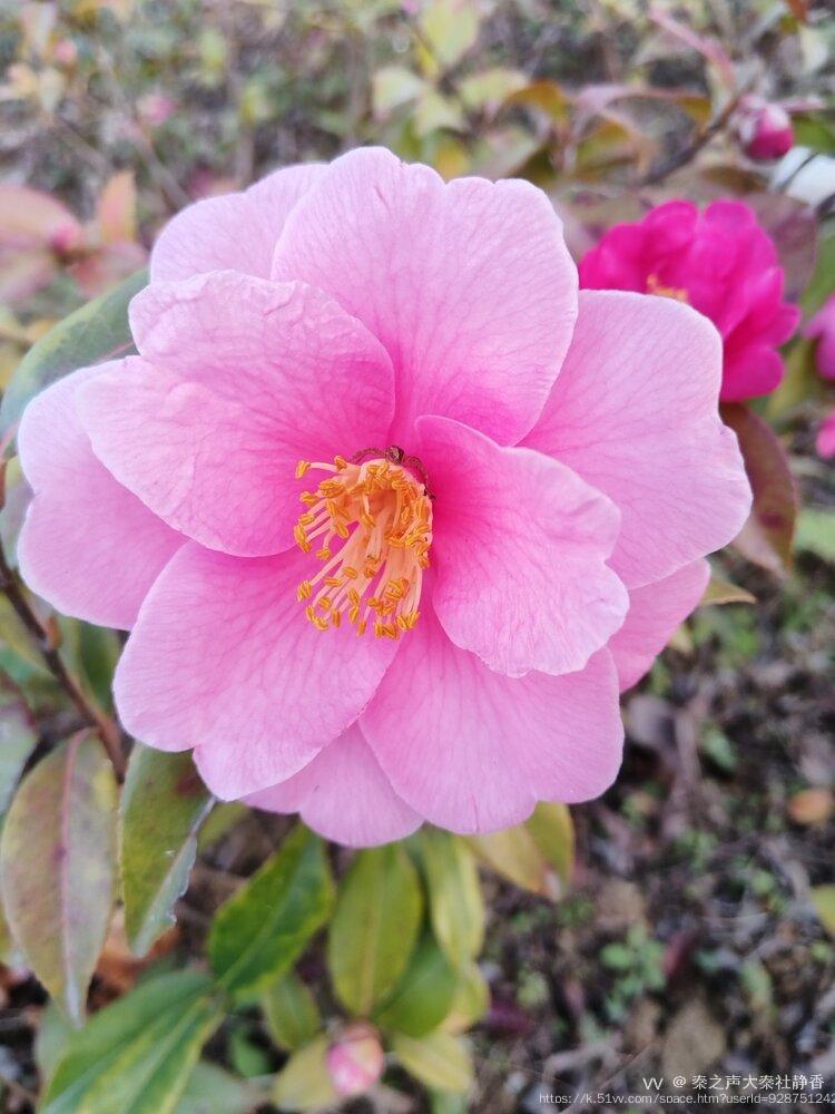 秦之声大秦社静香