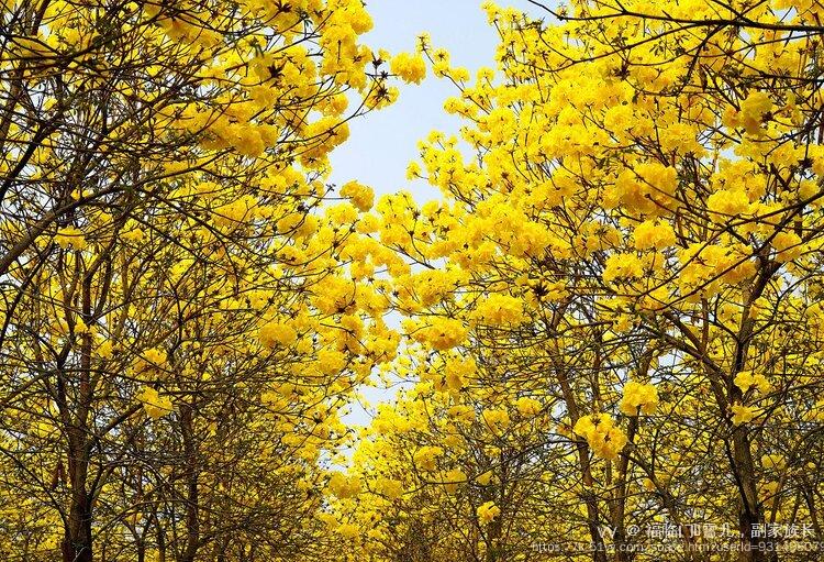 福临门🎸雪儿，副家族长