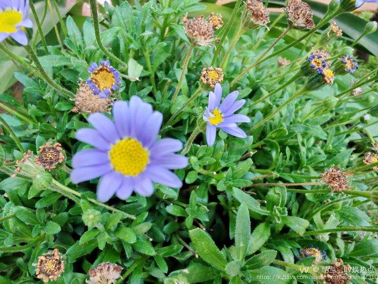 纳兰＿🎤V娱热点