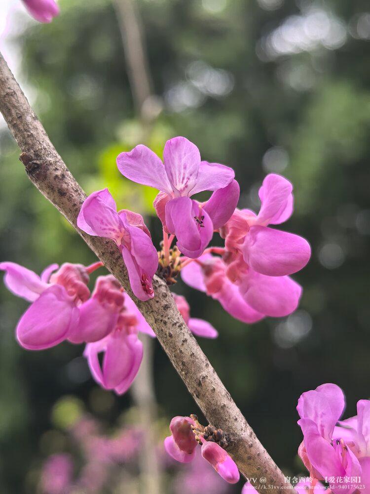 ꕥ᭄窗含西岭ꦿ【爱花家园】