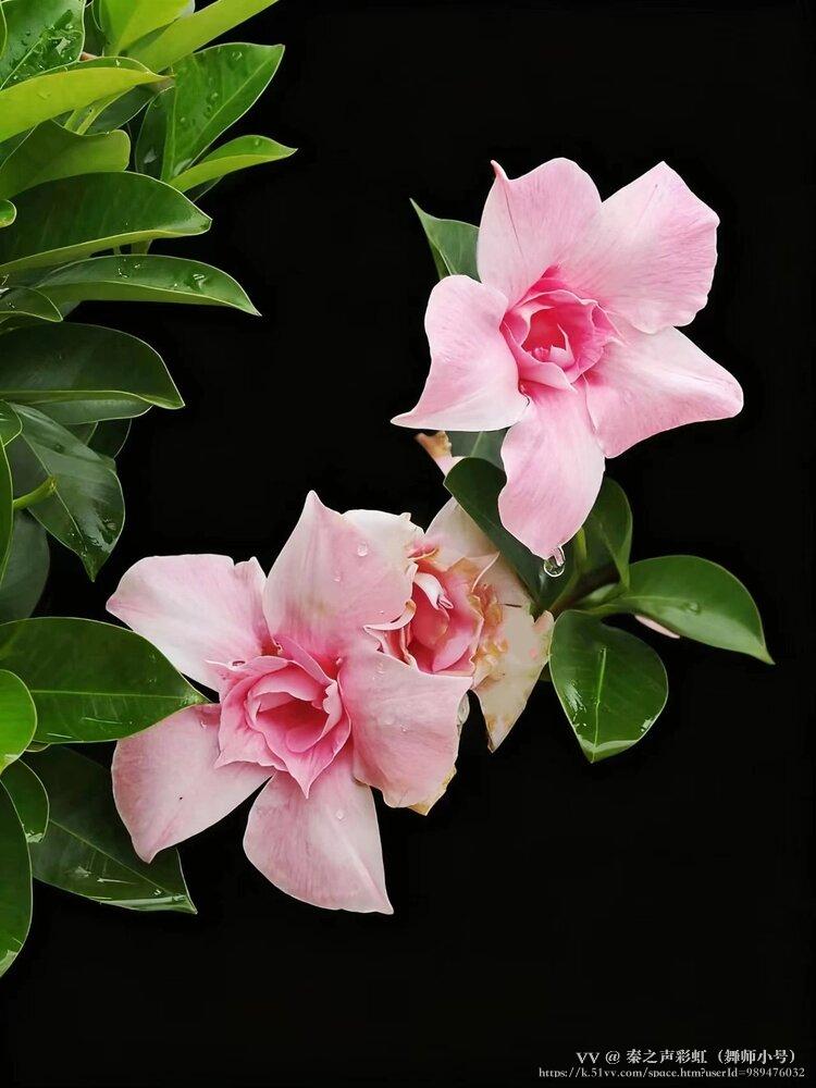 秦之声彩虹（舞师小号）