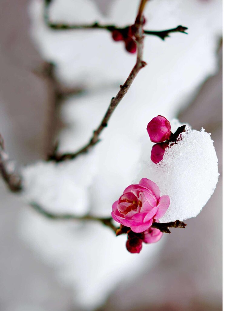 【西窗古韵61卜算子61庭梅映雪】