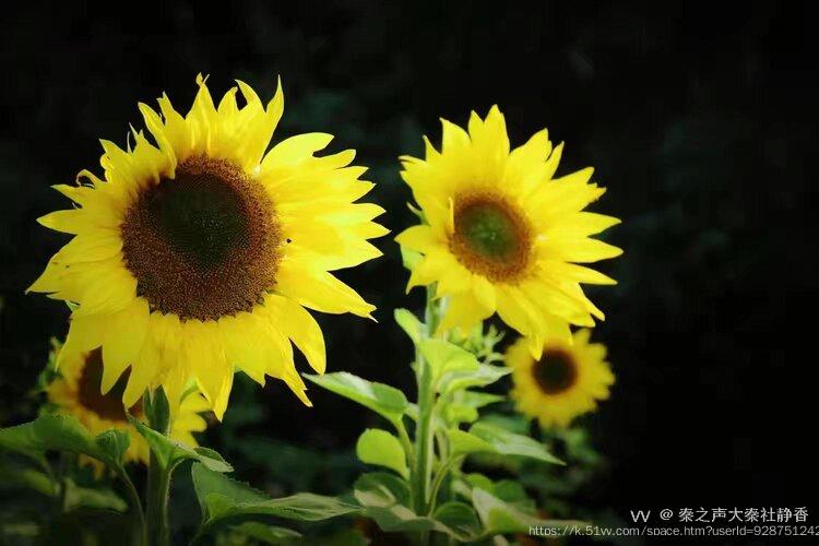 秦之声大秦社静香