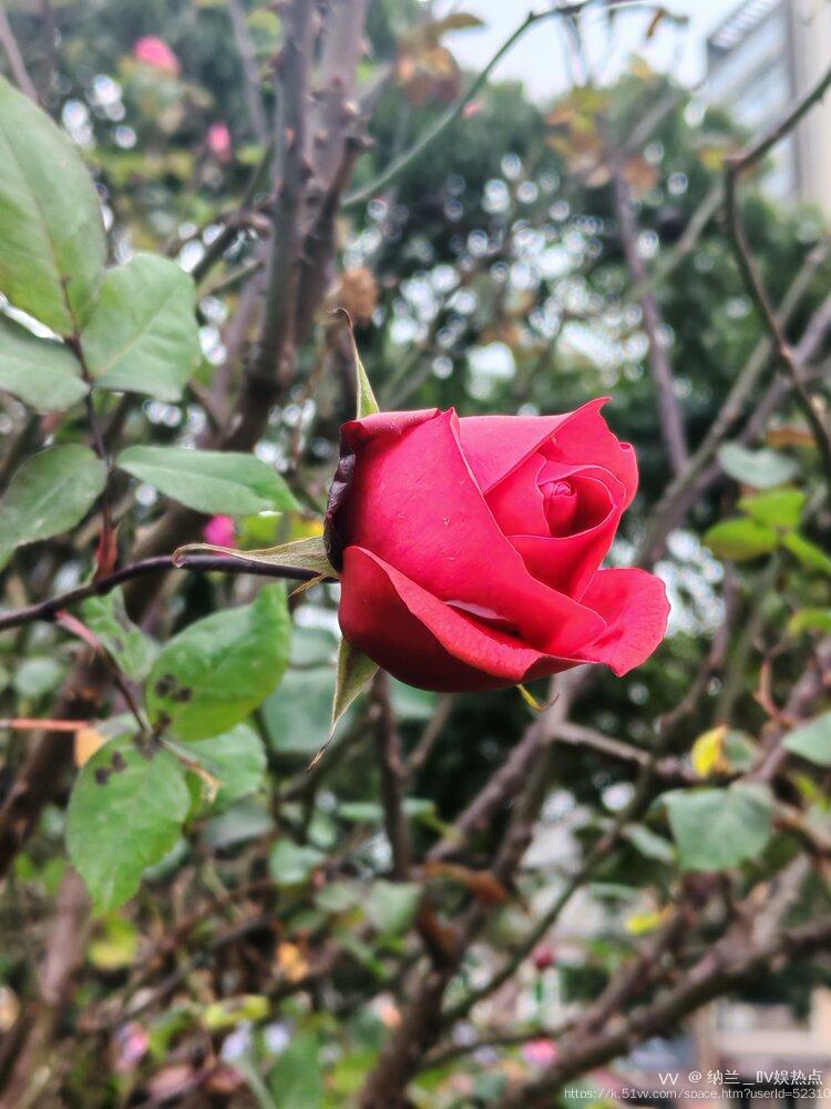 纳兰＿🎤V娱热点