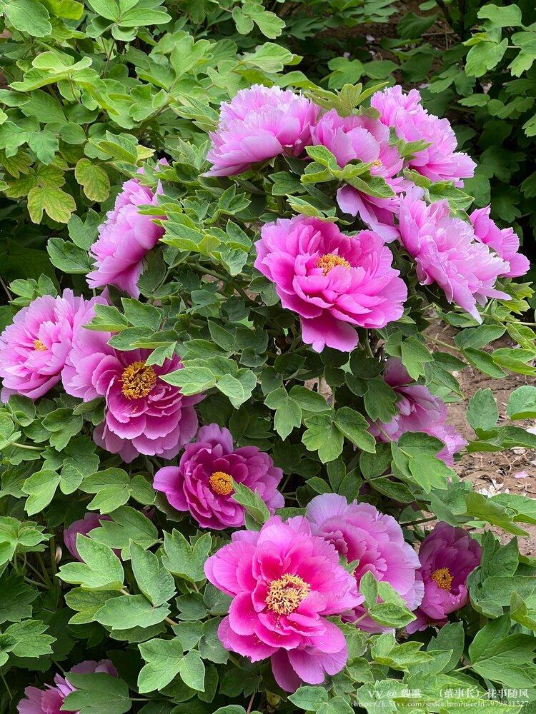魏歌🌺（董事长）往事随风