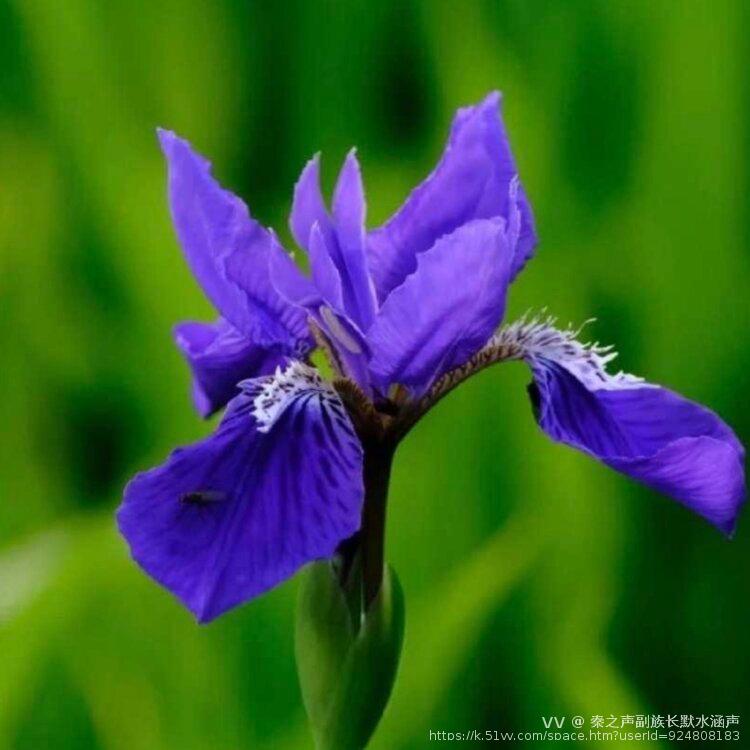 秦之声副族长默水涵声