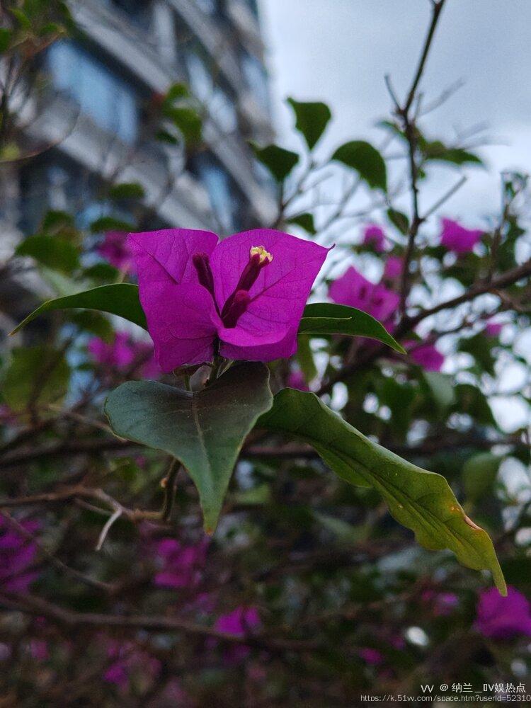 纳兰＿🎤V娱热点