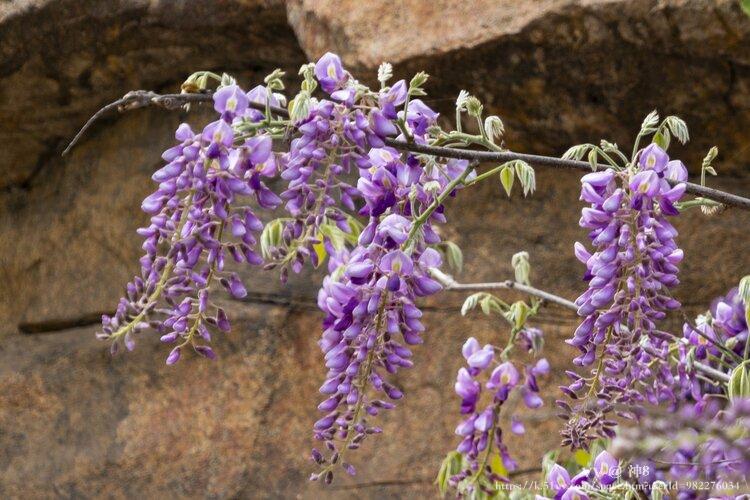 神8🇨🇳🇨🇳🇨🇳