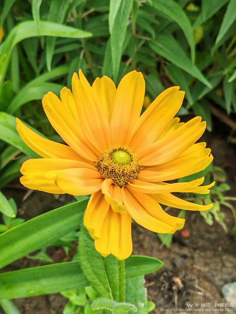 纳兰＿🎤V娱热点