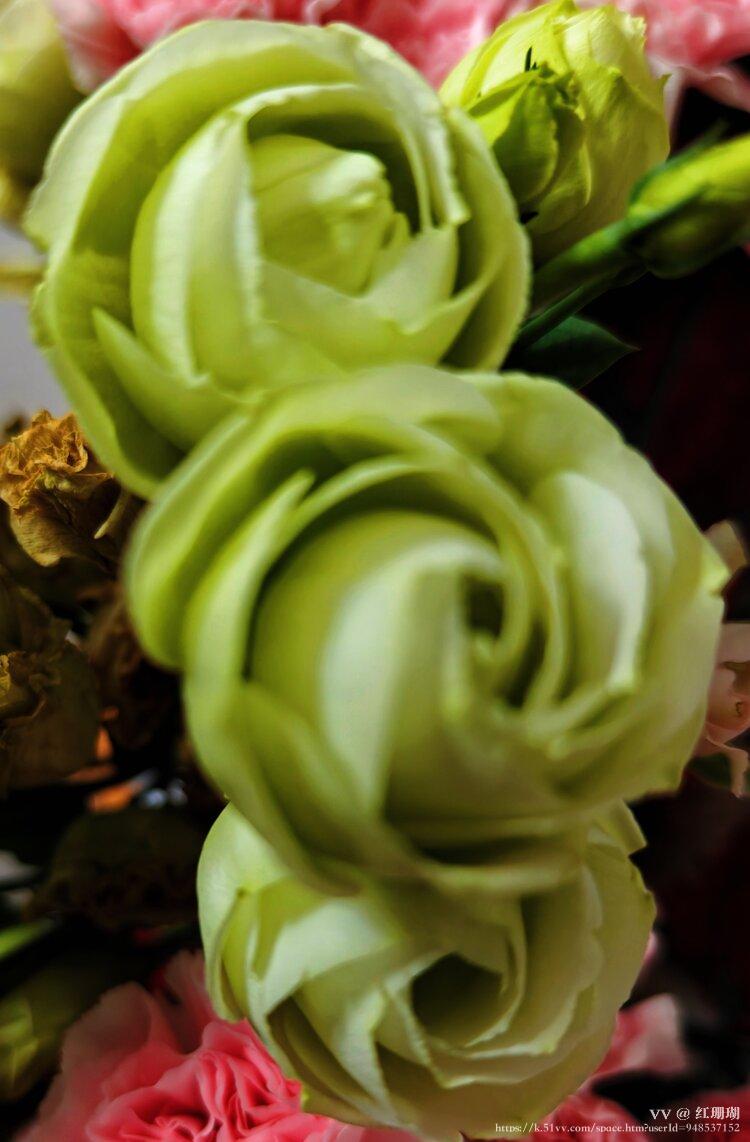 红珊瑚