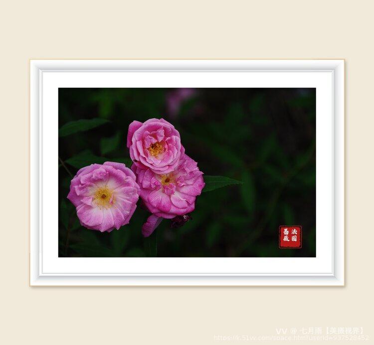 七月雨【美摄视界】 