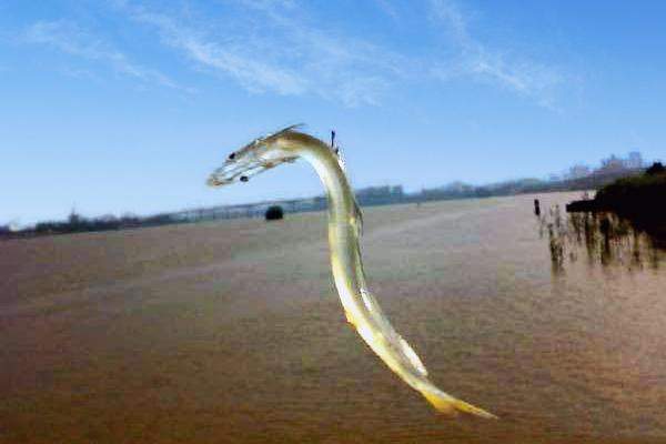 张国政(爱国军旅文坛)