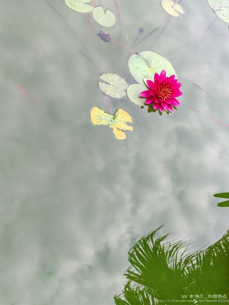 纳兰＿🎤V娱热点