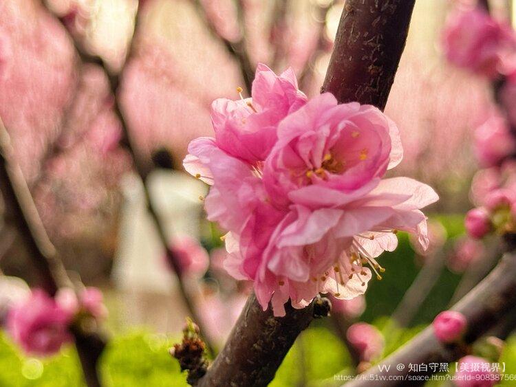 知白守黑【美摄视界】