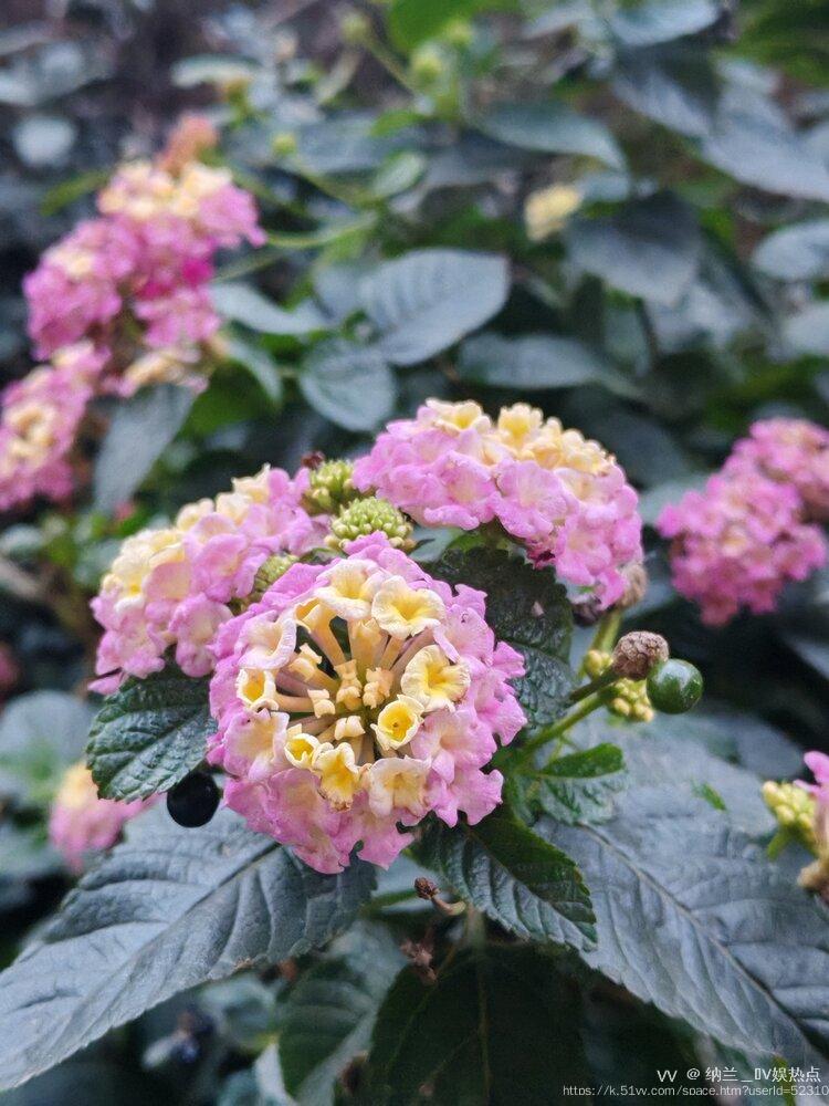 纳兰＿🎤V娱热点