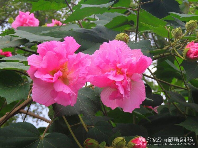 秦之声彩虹（舞师小号）