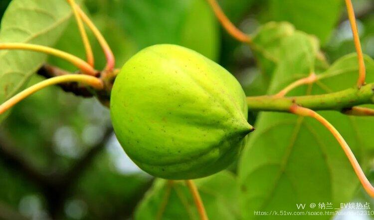 纳兰＿🎤V娱热点