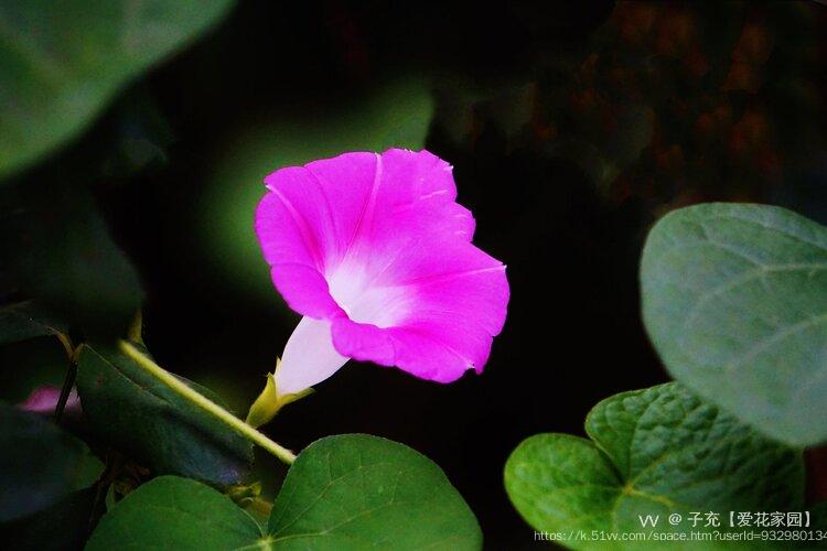 喇叭花～黎巴嫩国花