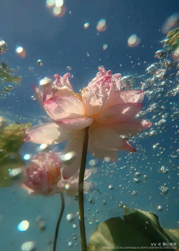 菊心拾雨
