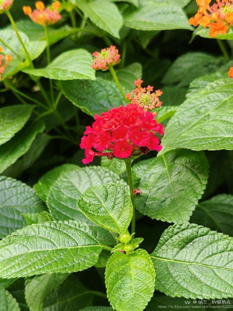 纳兰＿🎤V娱热点