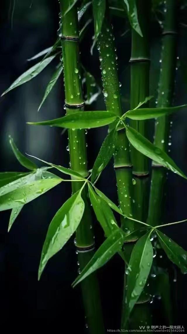 朗声之韵—阳光丽人